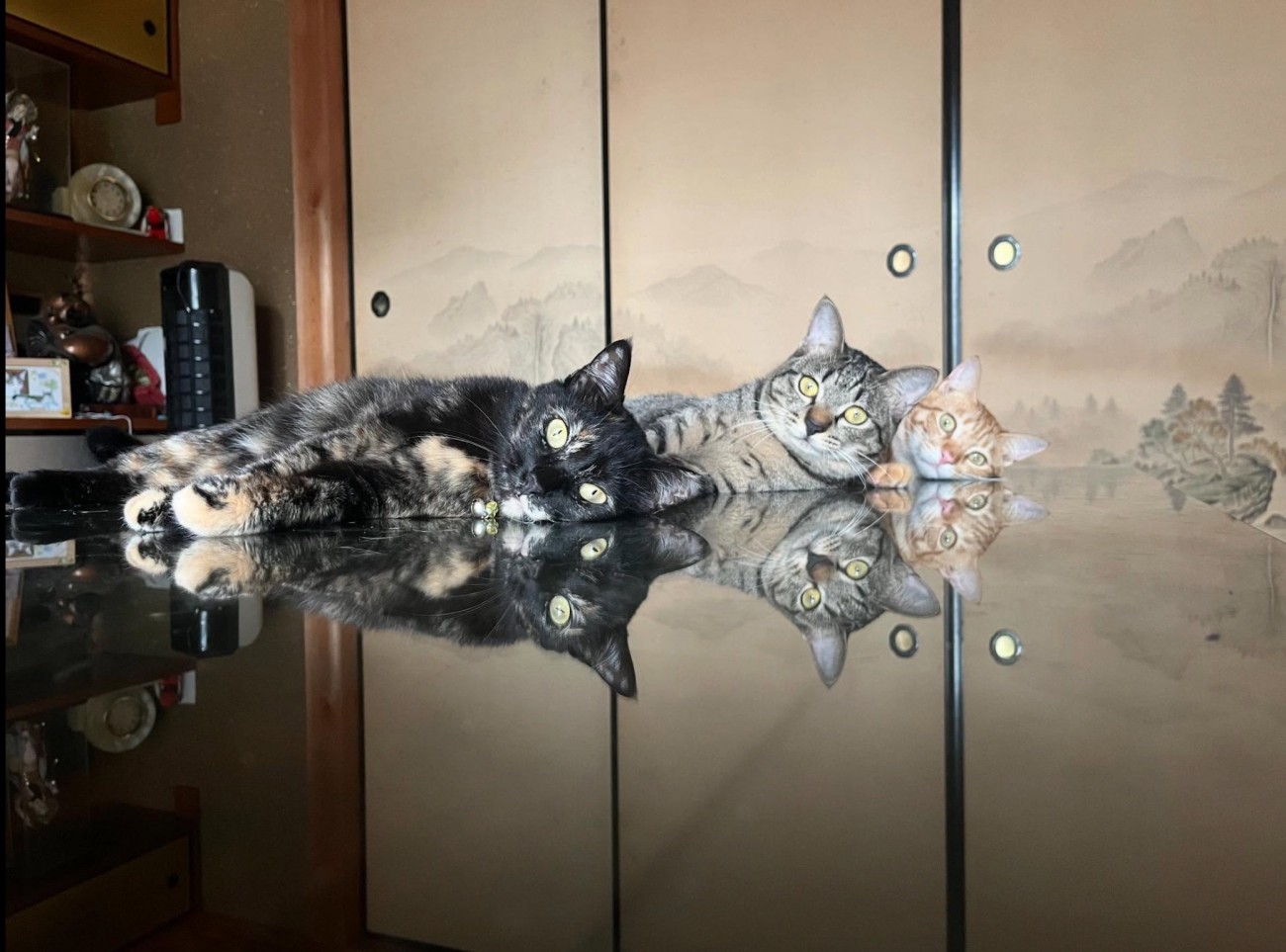 机に反射する猫