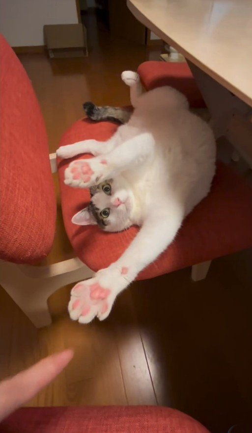 両前足を伸ばす猫