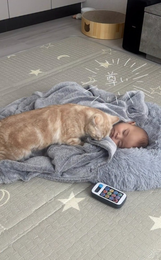一緒に寝るスコティッシュフォールドと赤ちゃん