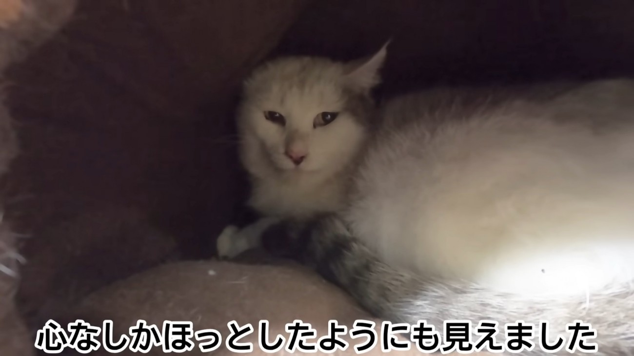 猫ベッドの奥にいる猫