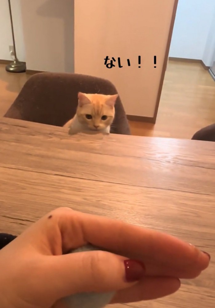 テーブルの上を見つめる猫
