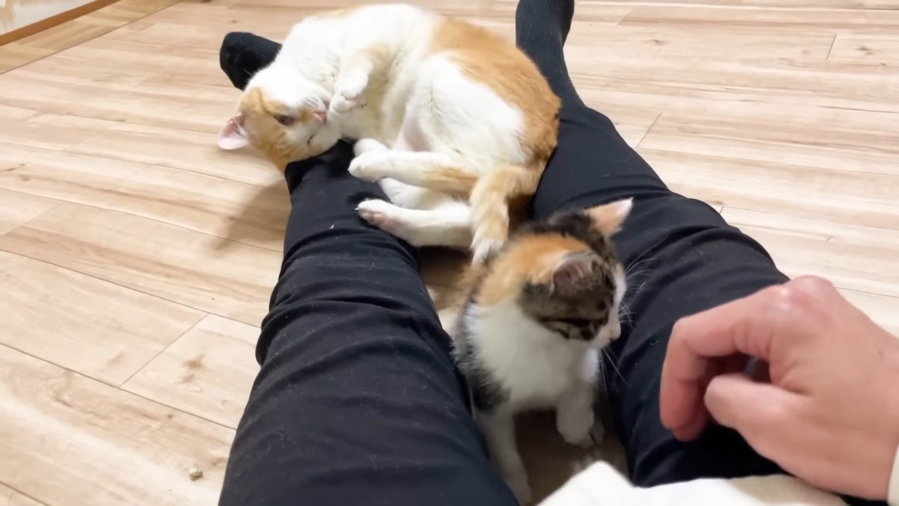 頭を擦りつけるむぎくん