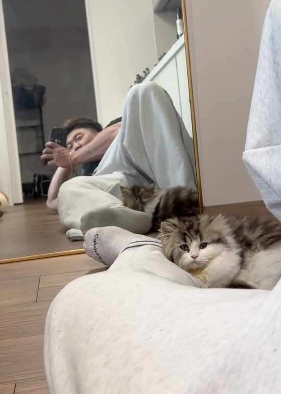 眠そうな猫
