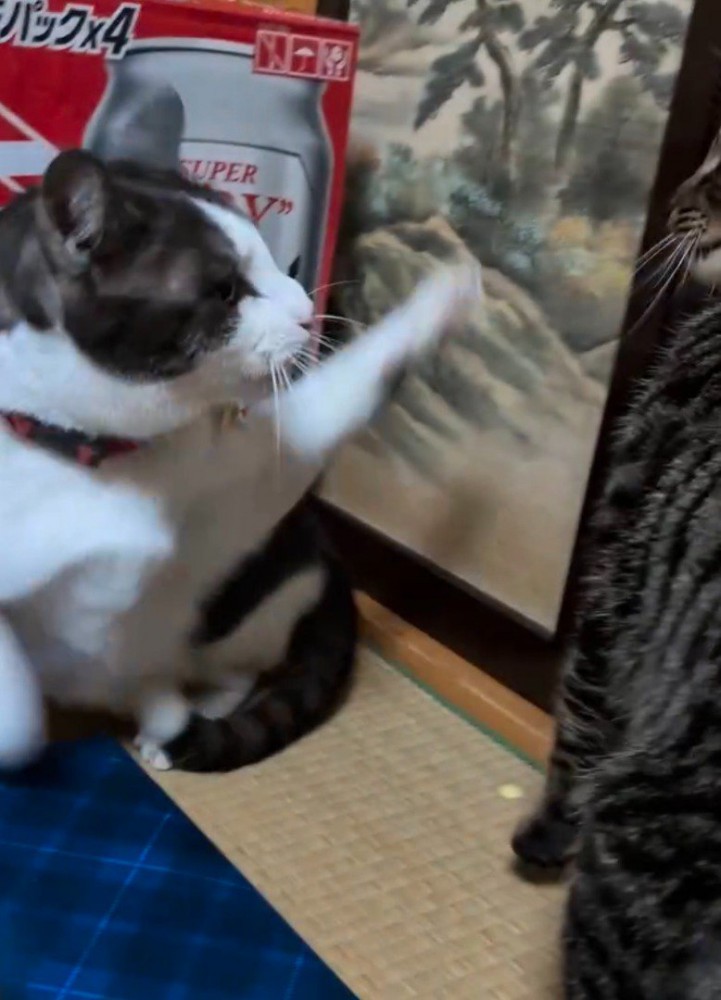 キジトラ猫に前足を伸ばすキジ白猫