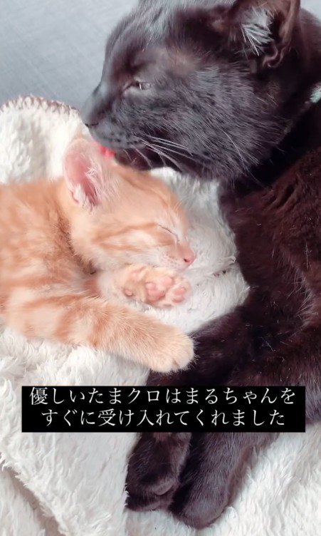 先住猫と子猫