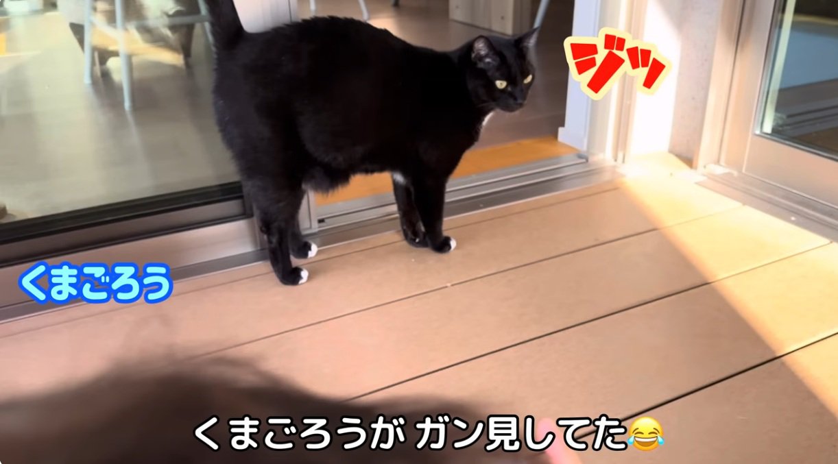 赤ちゃんを見ている猫