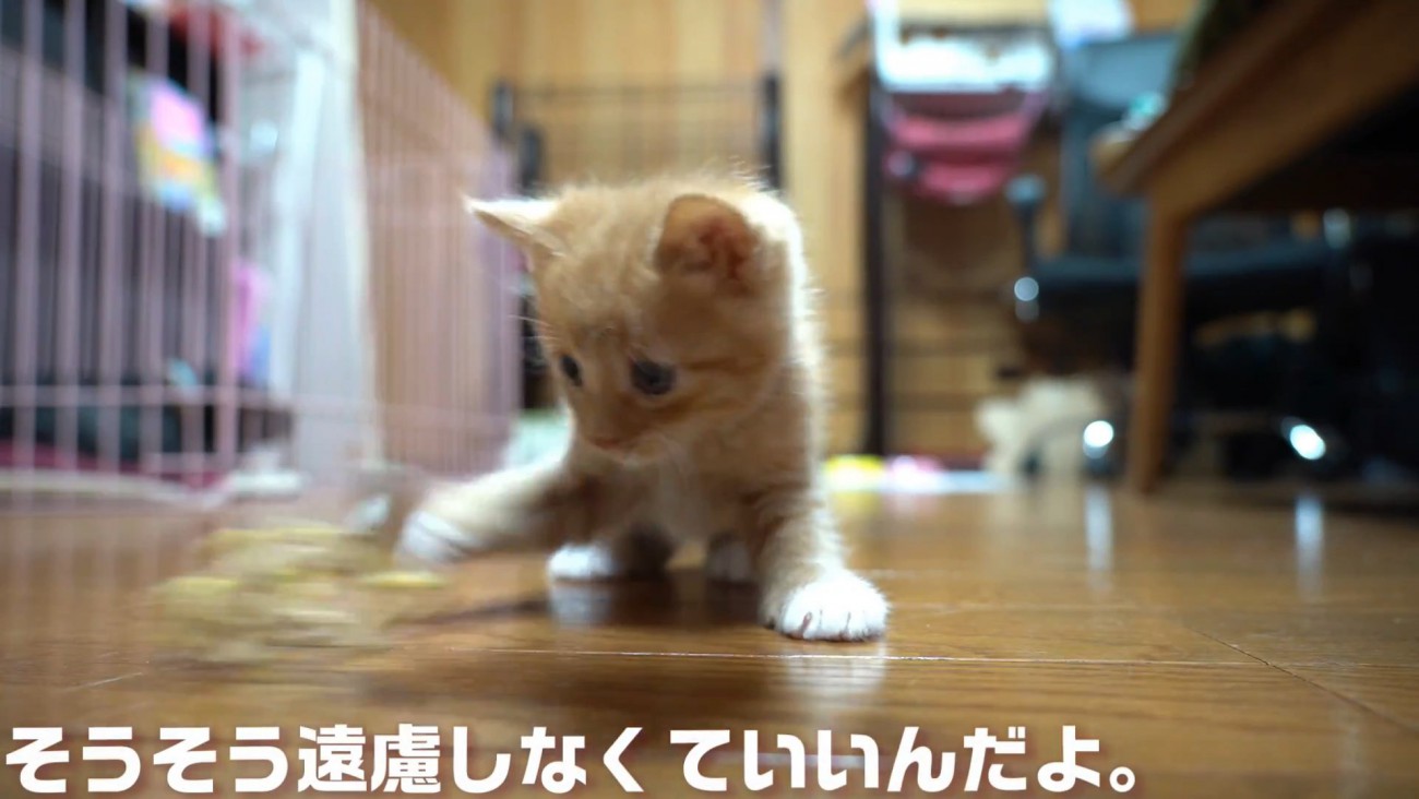 猫じゃらしで遊ぶ子猫