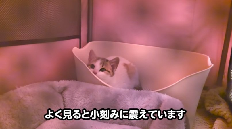 ケージの中で震えている子猫