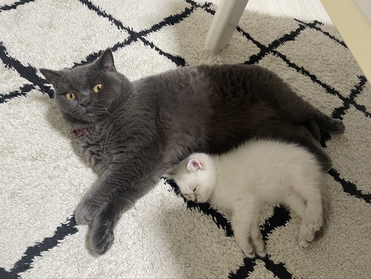 寝転がっている2匹の猫