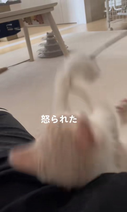 猫じゃらしに向かって両前足を伸ばしているひっくり返った猫