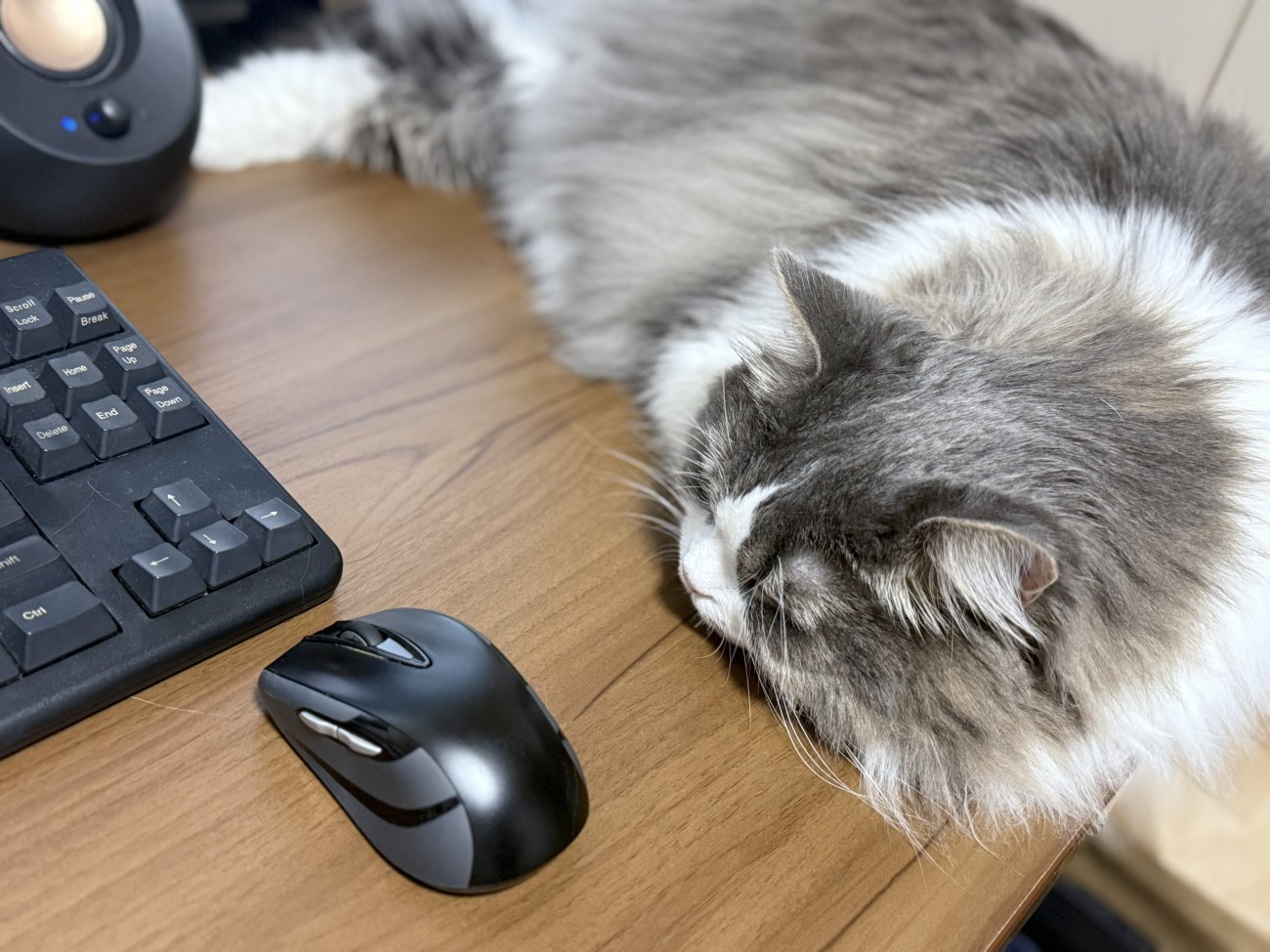 デスクの上で寝そべる猫
