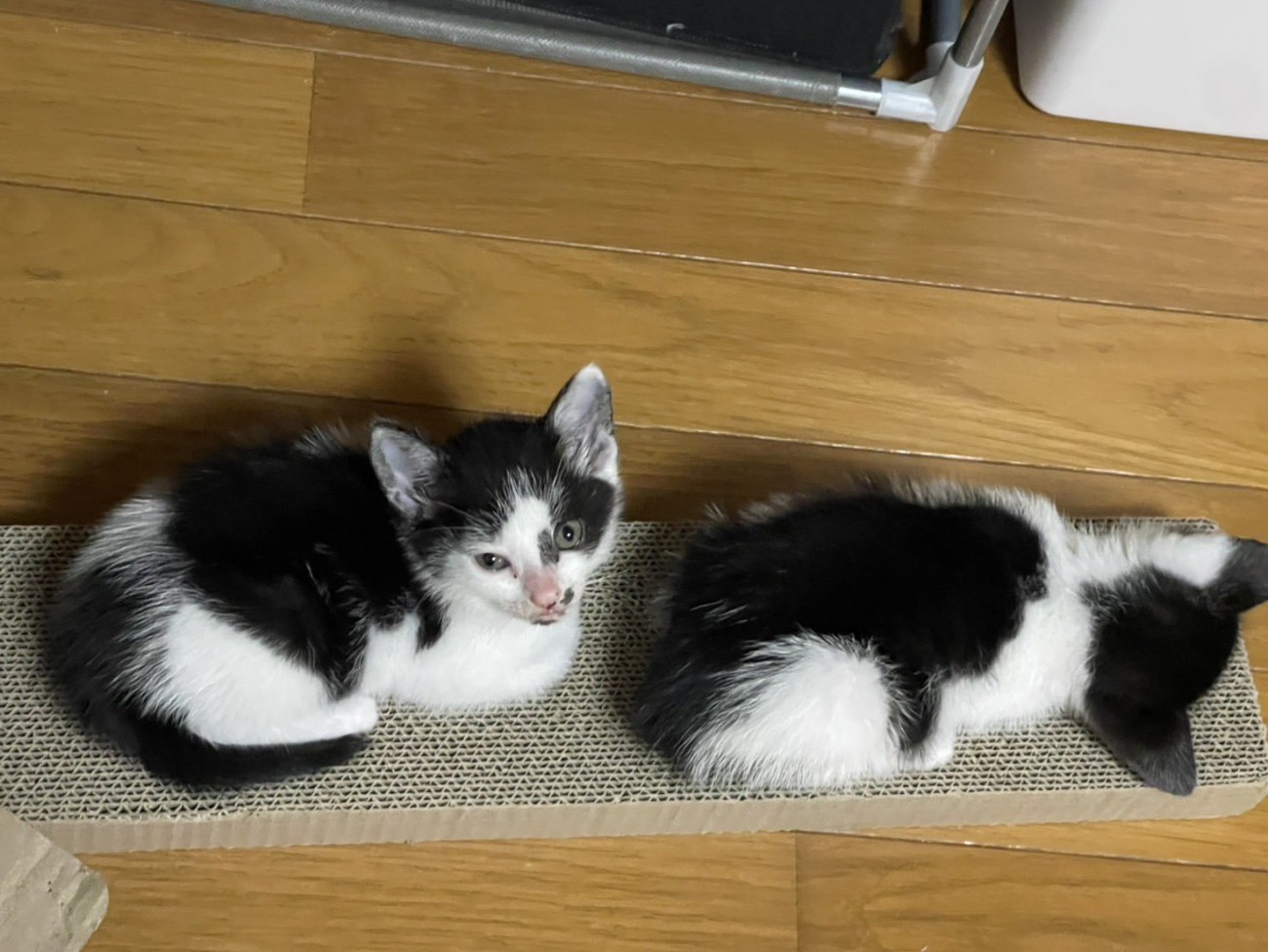 黒白柄の子猫2匹