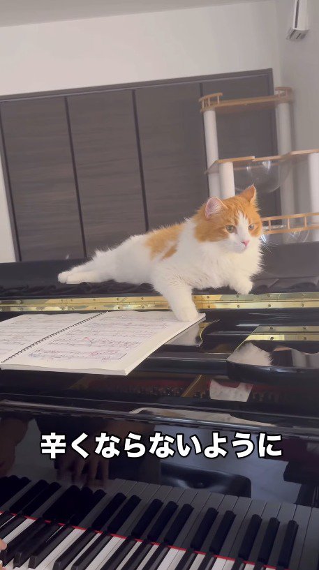 ピアノの上でくつろぐハチワレ猫