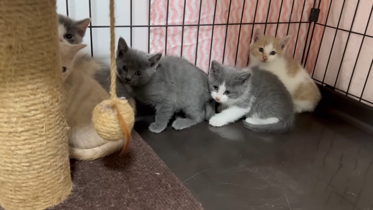 固まる子猫たち