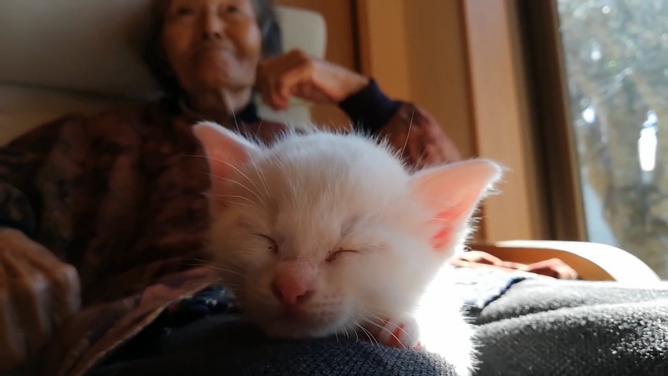 寝ている子猫