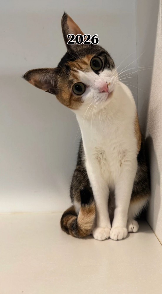 カメラを見て首をかしげる猫