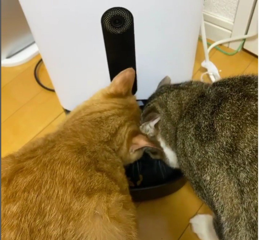 ご飯を食べている2匹の猫たち