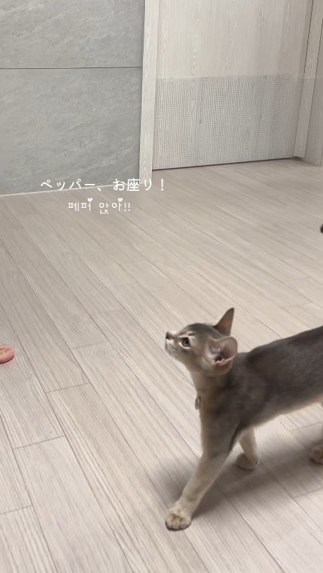 飼い主に呼ばれて近くへやってきた猫
