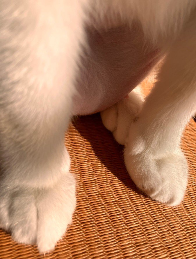 後ろ足の上に前足を乗せる猫