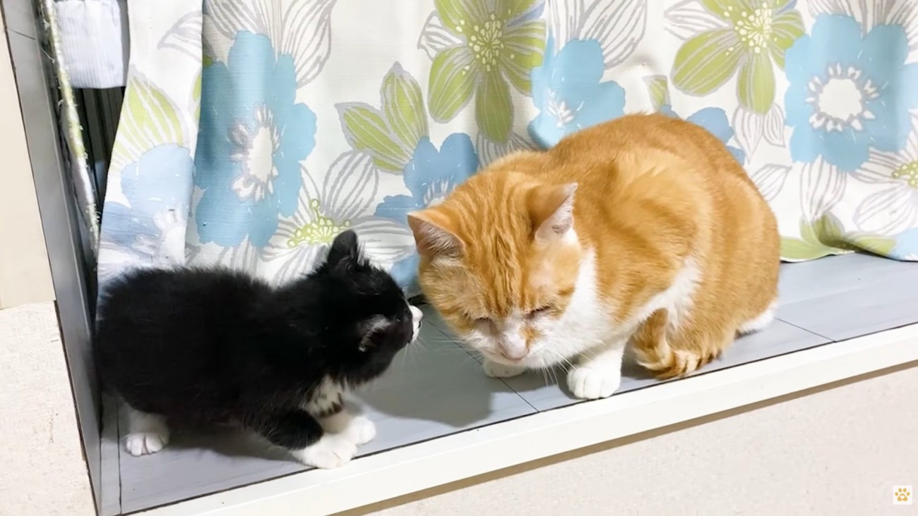 茶白猫さんのお顔を覗き込む子猫