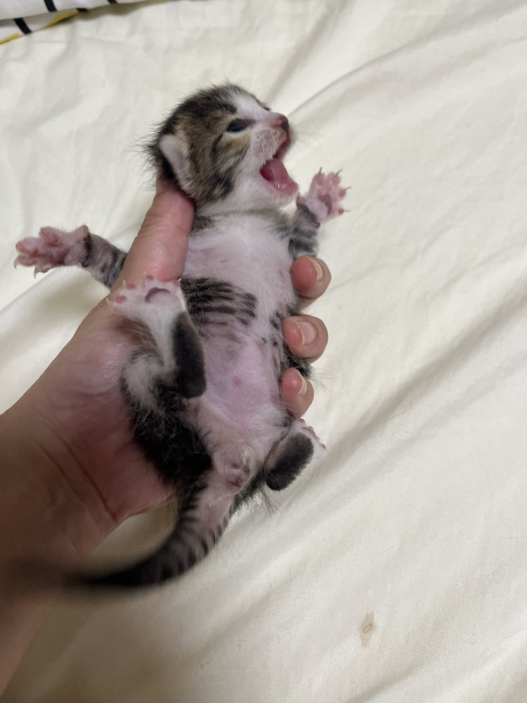 手で持たれて鳴く赤ちゃん猫