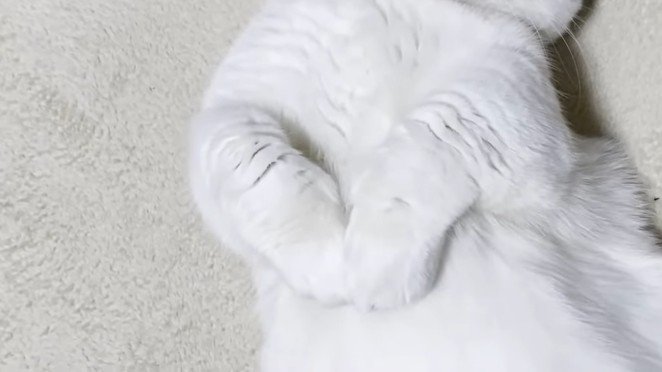 前足のアップ