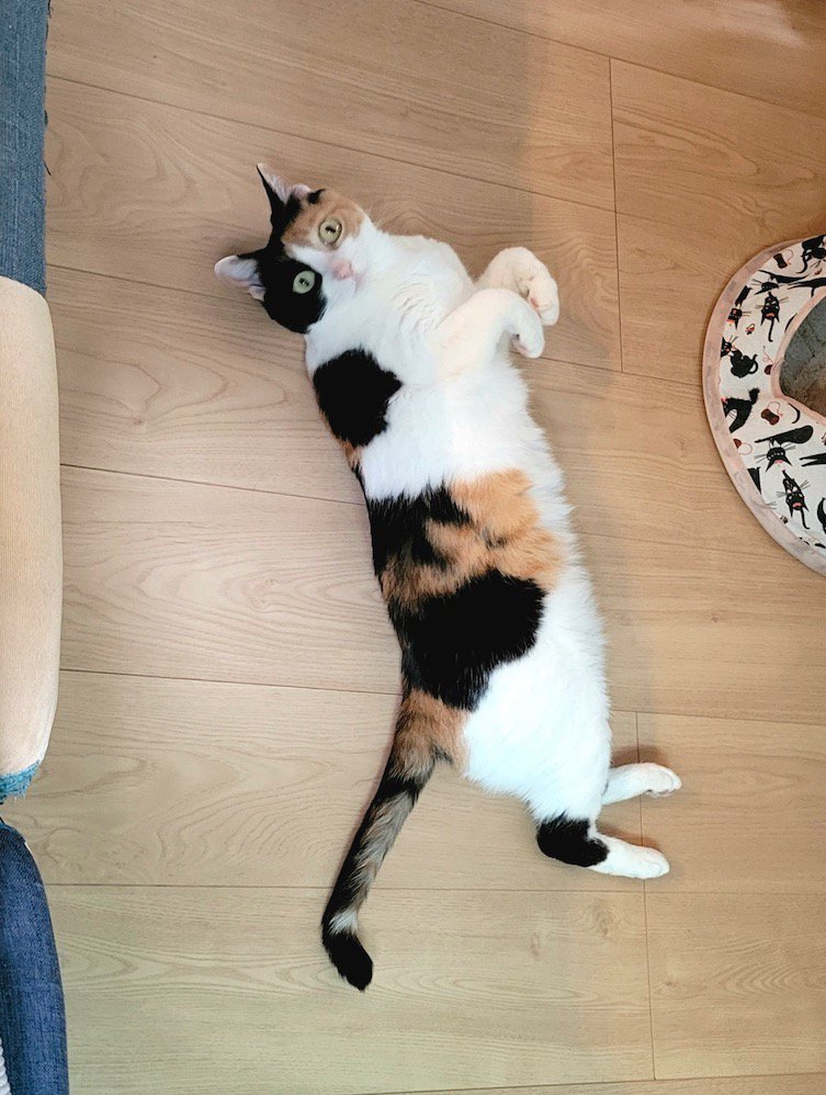 前足を折り曲げて床に横になる猫