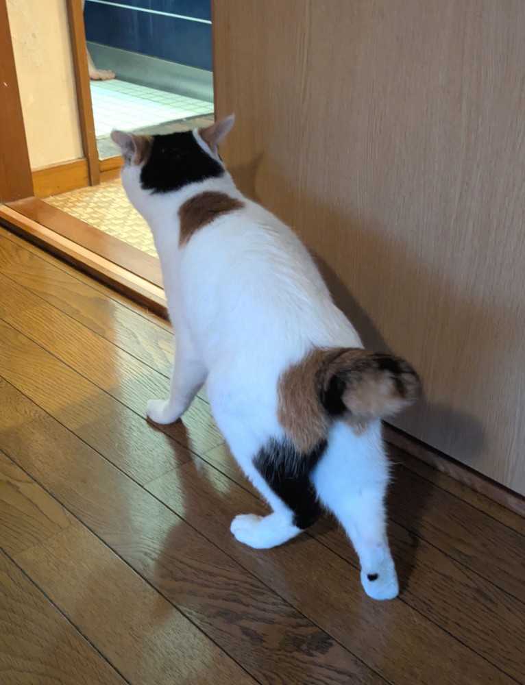 お風呂をのぞく猫の後ろ姿