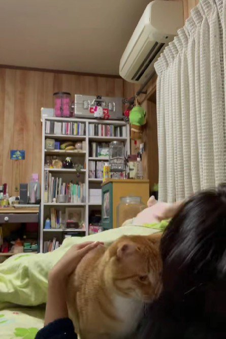 ベッドに入る猫と飼い主
