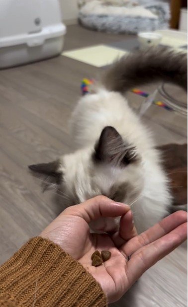 手のひらの上におやつを乗せた人とおやつを食べようとしている猫