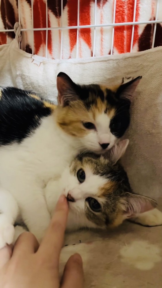 ボランティアさんと人馴れ訓練をする2匹の三毛猫