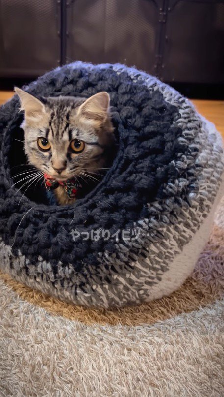 猫ハウスの中に潜るキジトラ猫