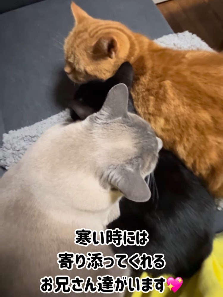 寄り添う3匹の猫