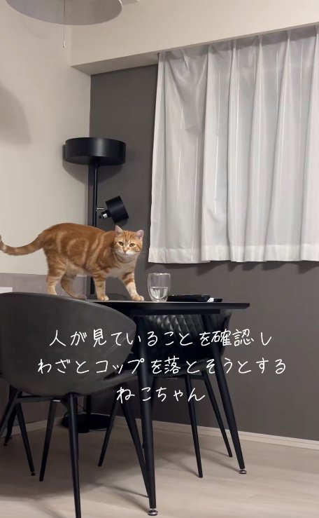 テーブルの上に乗ってカメラの方を見ている猫（体勢低め）