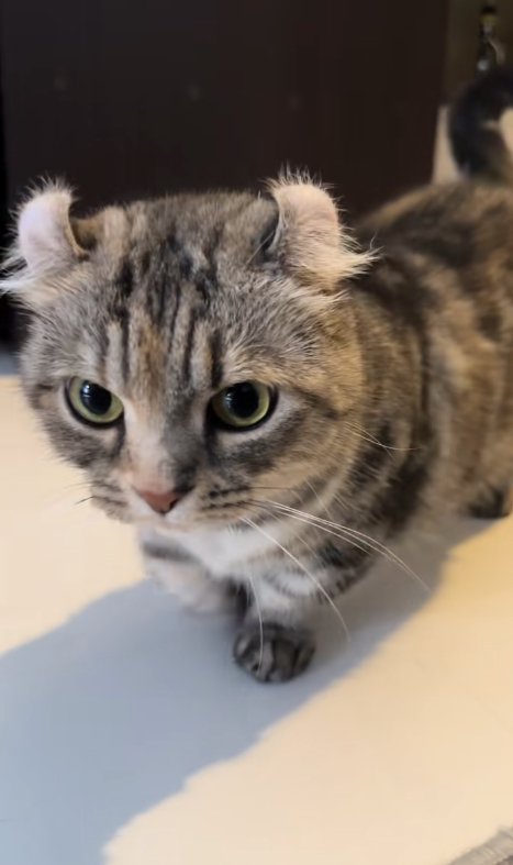 白い床の上に立っている猫