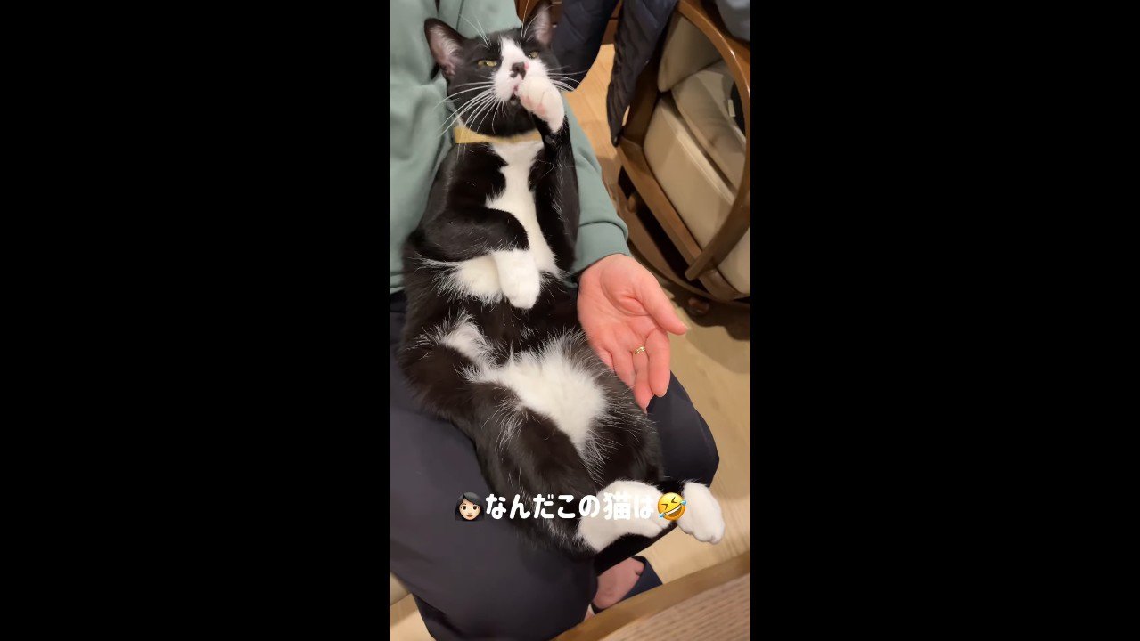 なんだこの猫は