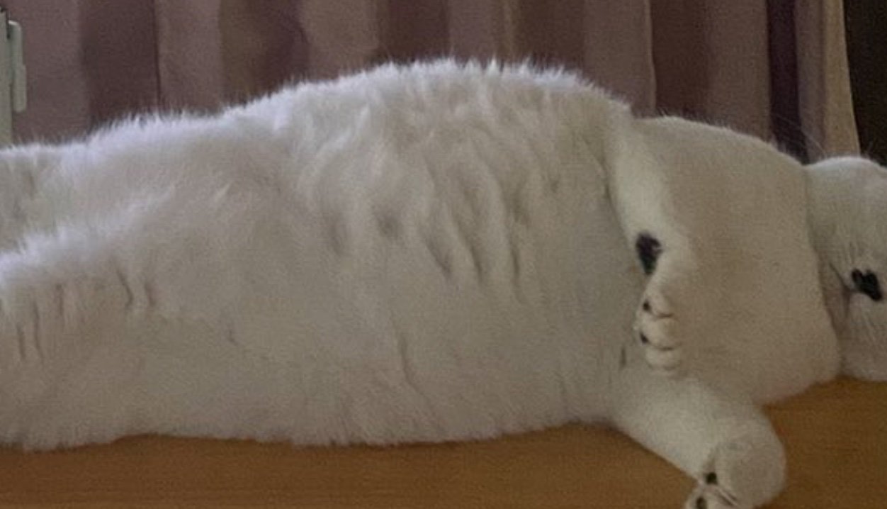 猫のお腹