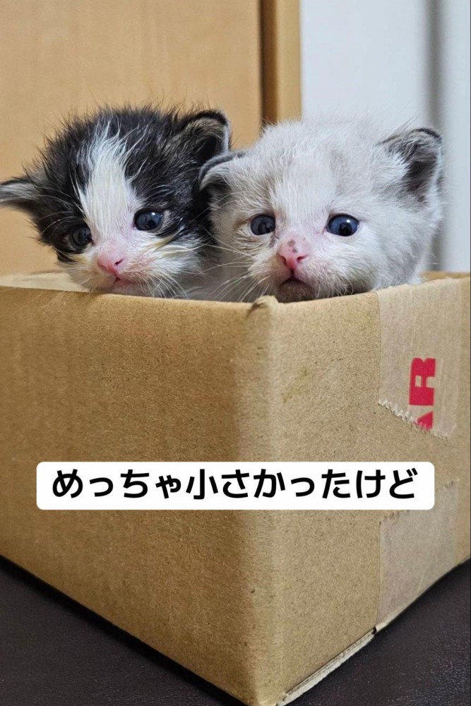 箱から顔を出す子猫たち