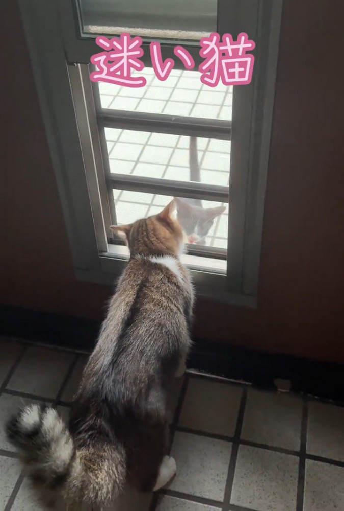 ドア越しに向かい合う2匹の猫