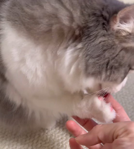 飼い主の指を舐める猫