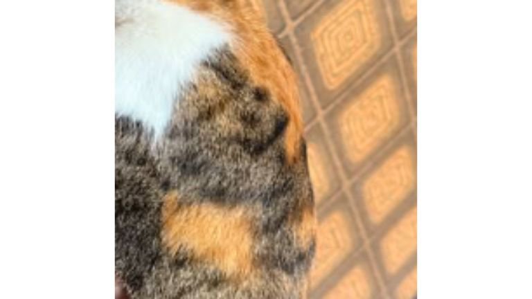 抱かれている猫