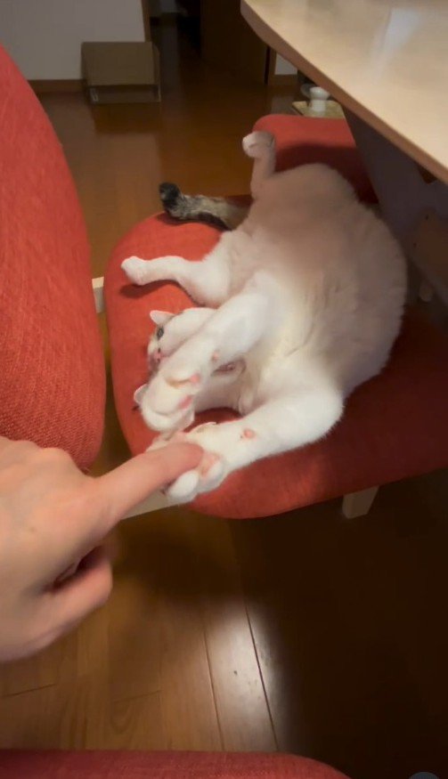 両前足で飼い主の指を触る猫