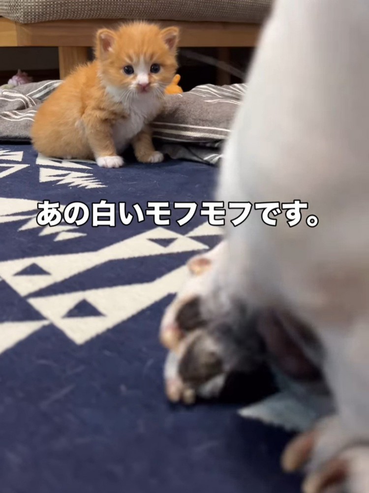 犬を見ている子猫