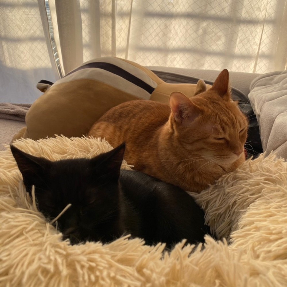 並んでくつろぐ2匹の猫