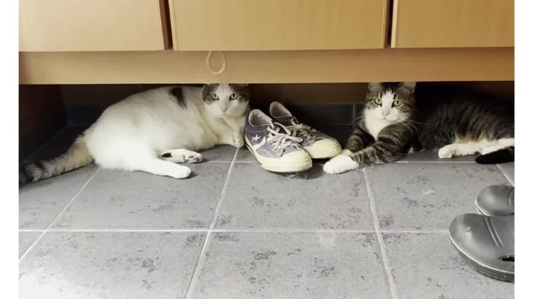 玄関にいる猫