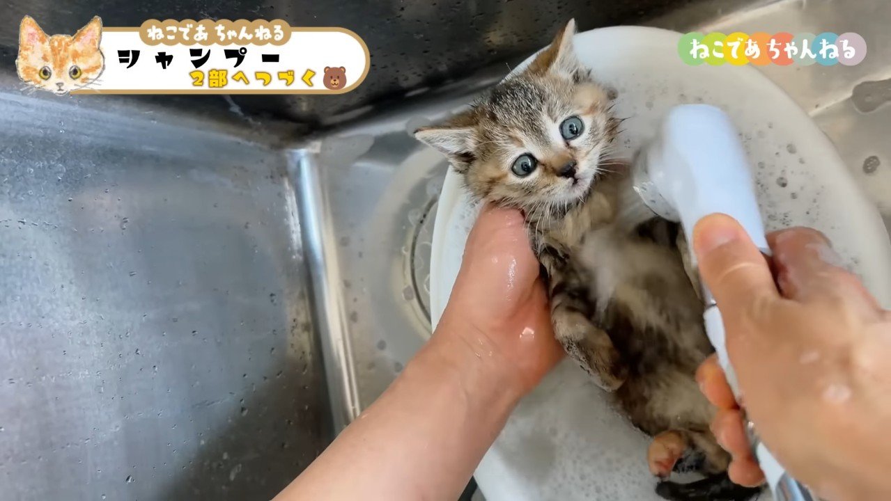 シャワー中のキジトラ子猫