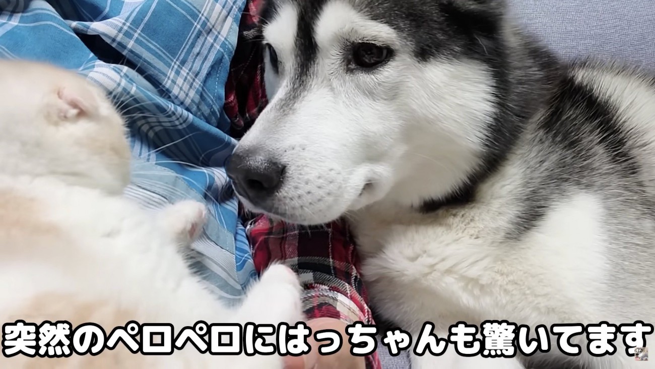 びっくりするはっちゃん