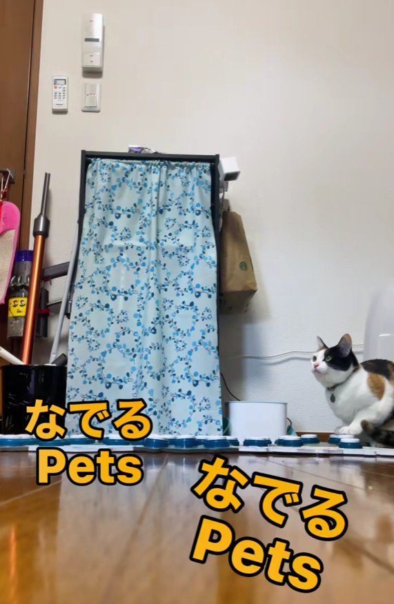 ボタンを押す猫
