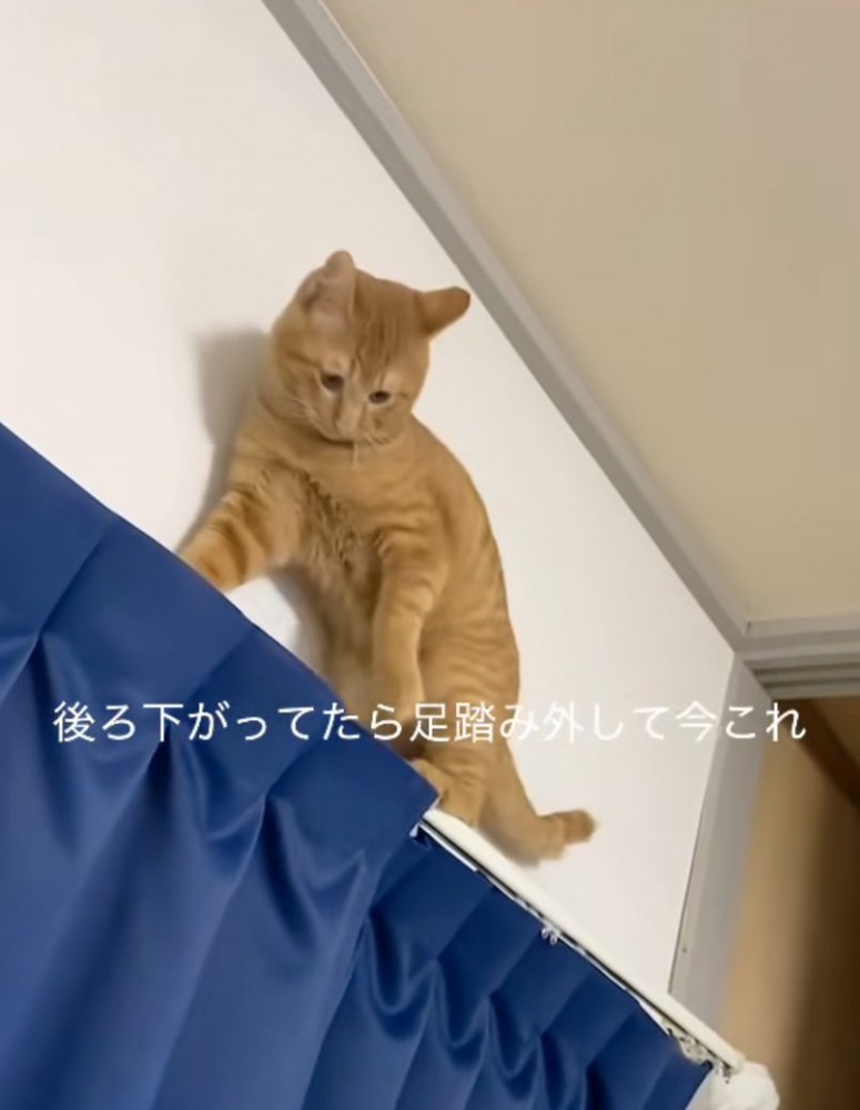 見下す猫