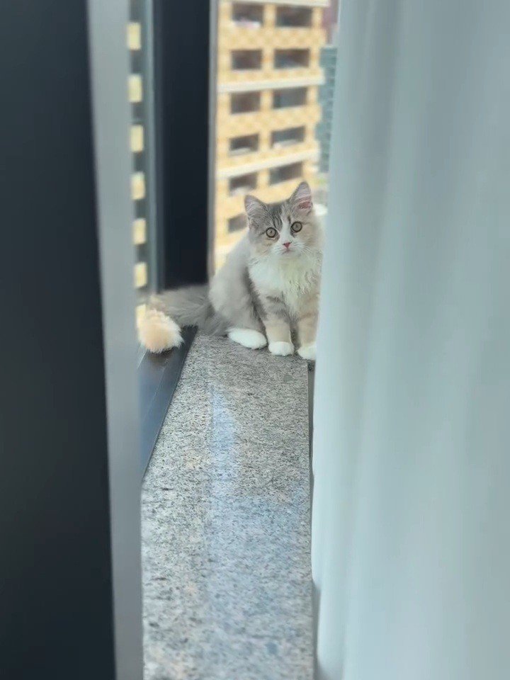 窓際に座る猫